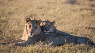 Duba Plains Camp, Okavango Delta, Botswana