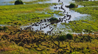 Duba Plains Camp, Okavango Delta, Botswana