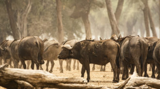 Chikwenya, Wilderness Safari, Mana Pools, Zimbabwe